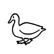 Duck
